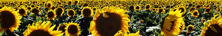 freelearning Rotating Header Image